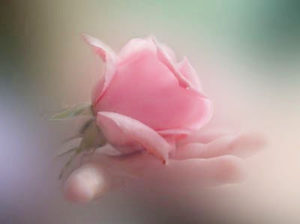 rosa na maos2